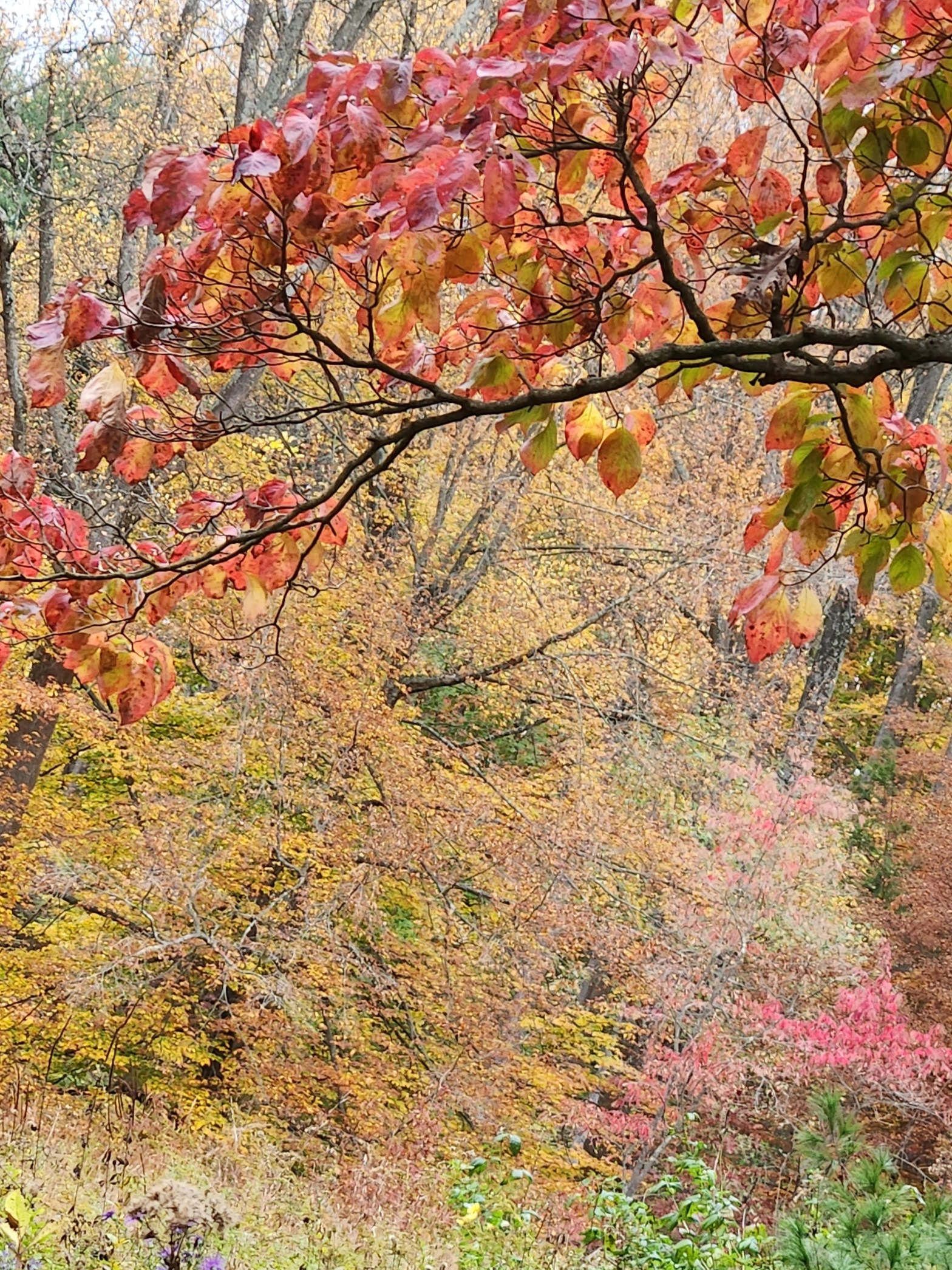 The Best Places to See Fall Colors in Delaware