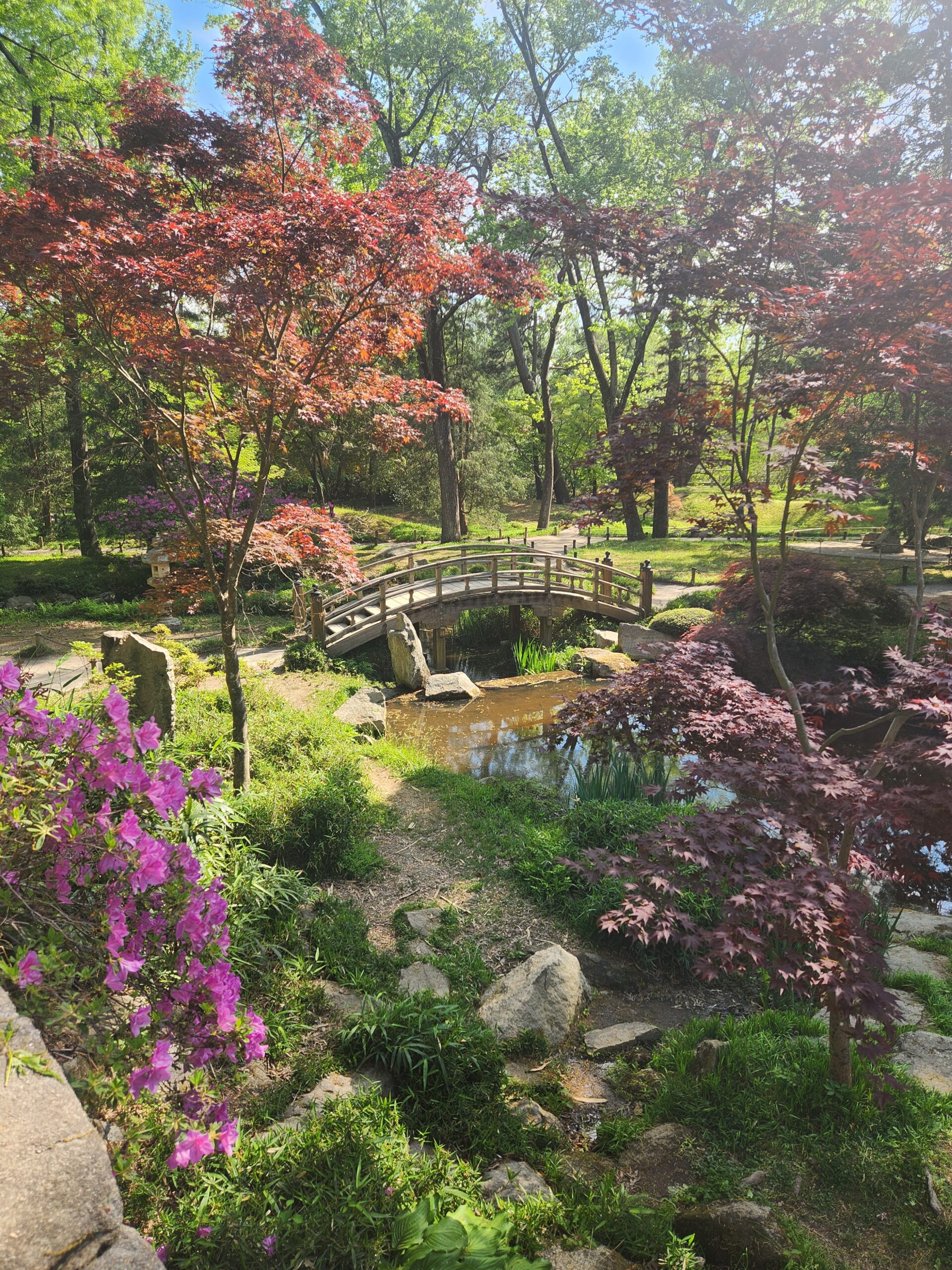 Small, curved wooden bridge over a small stream in the midst of greenery, pinkish-red bloom trees and purple rhododendron.